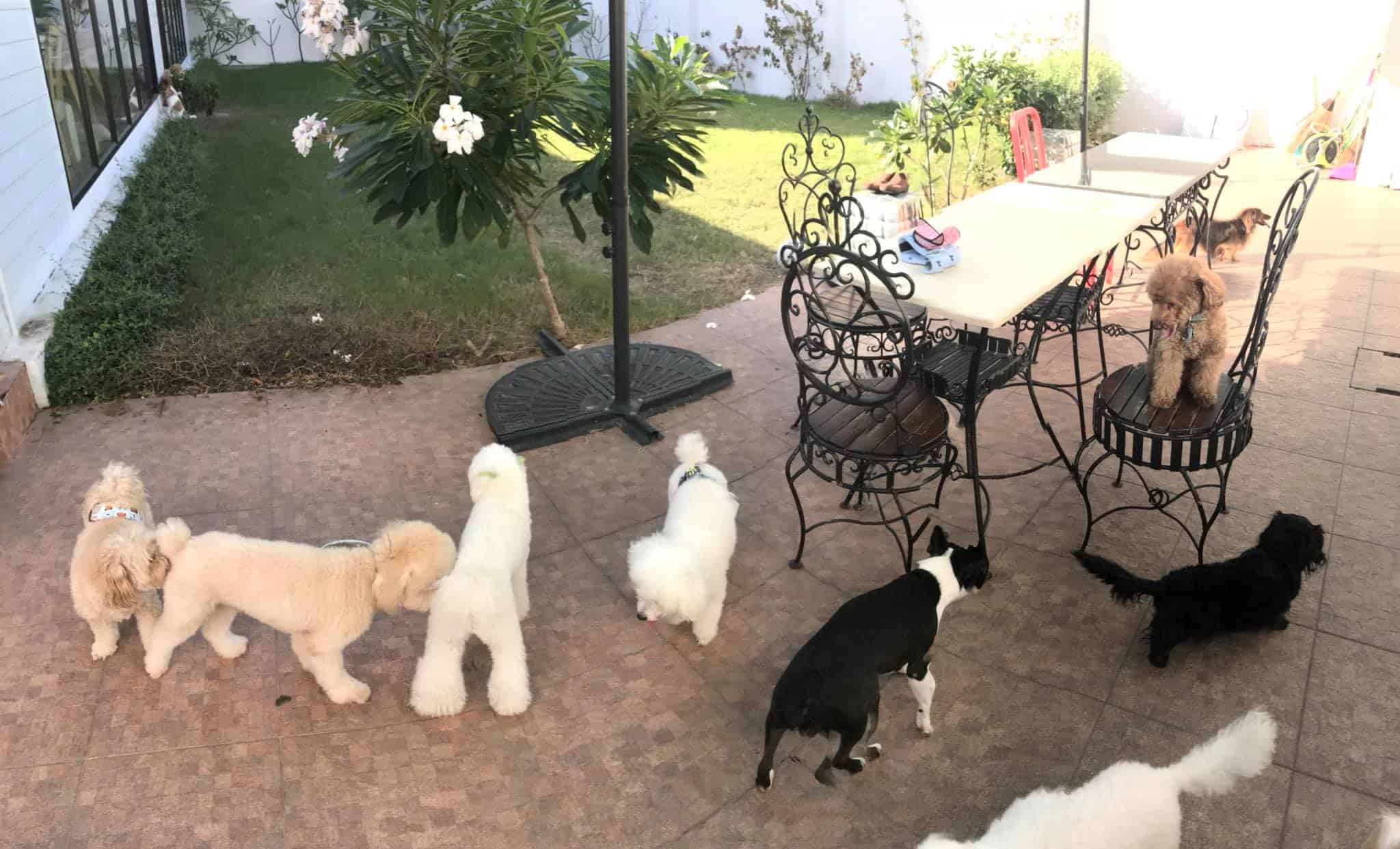 Twinkle Pet Park 1