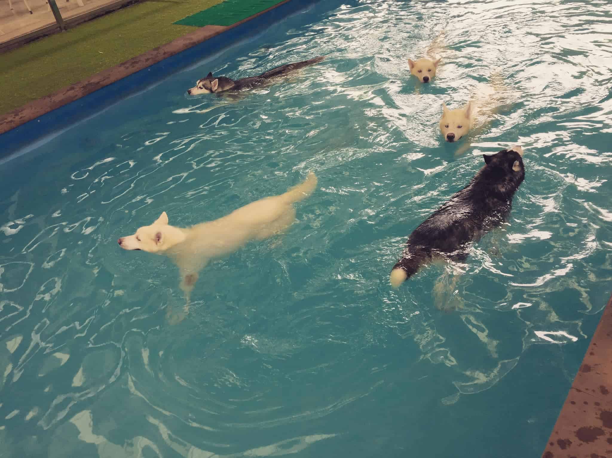 Up2Dogs 7