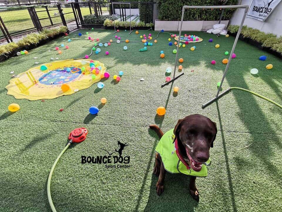 Bounce Dog Sport Center 1