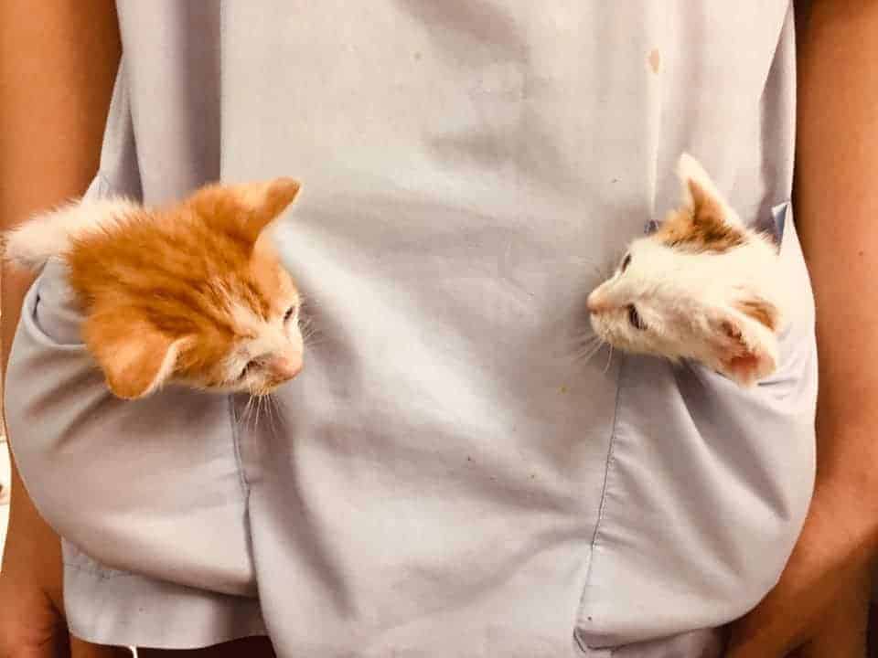 Mahasin Vet Hospital 1