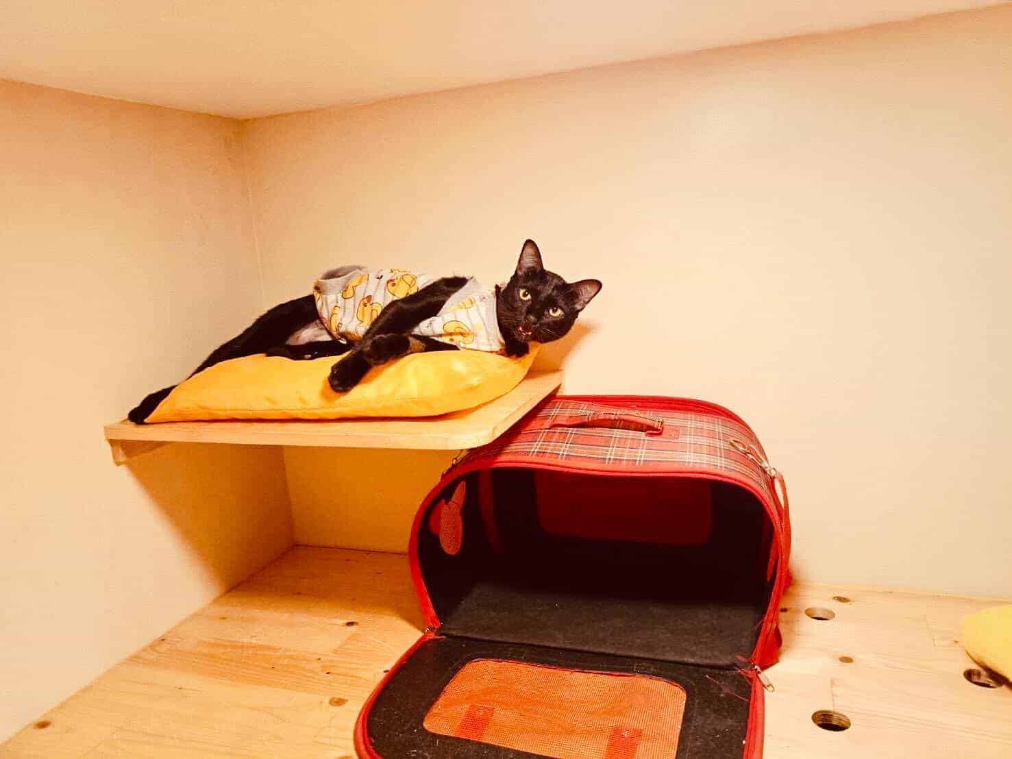 Kofuku Cat Hotel 6
