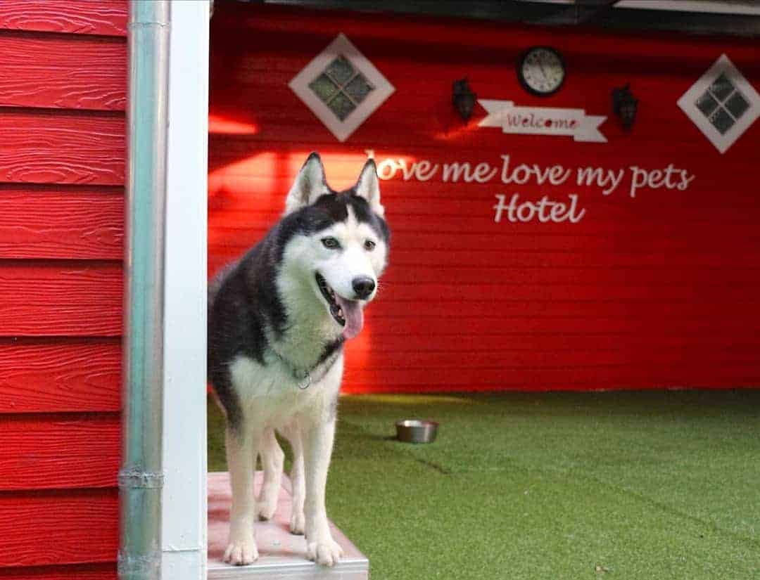 Love Me Love My Pets 5