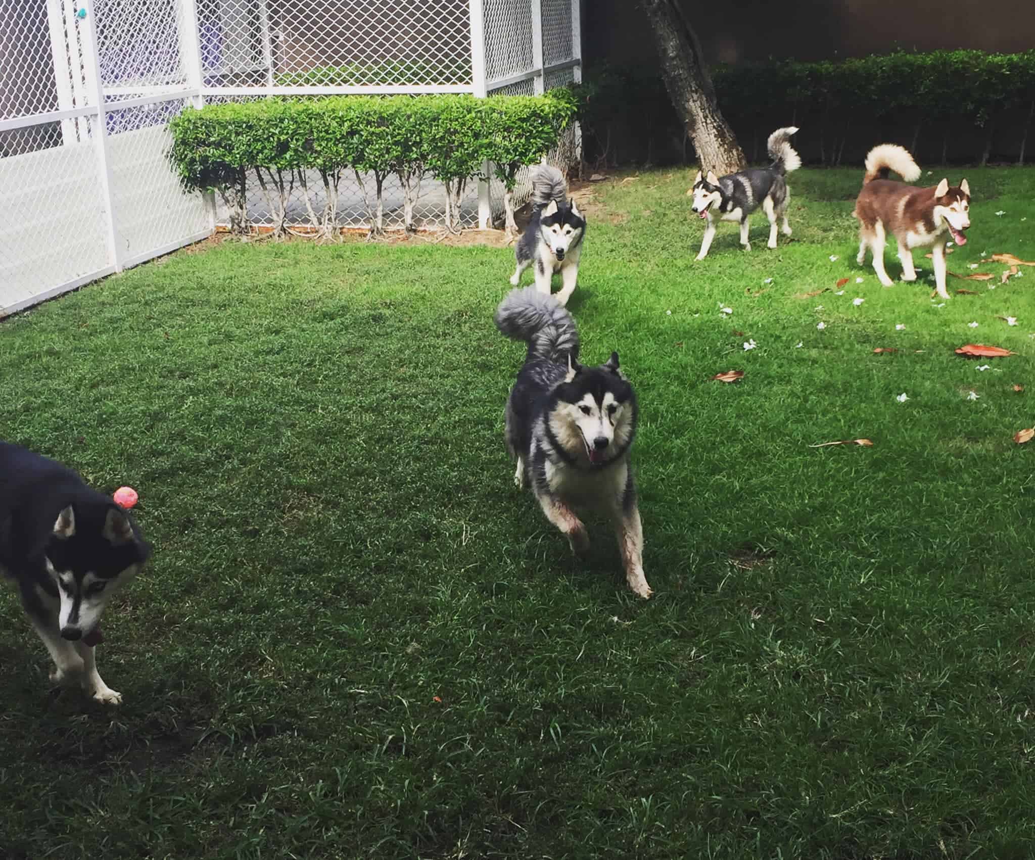 Up2Dogs 9