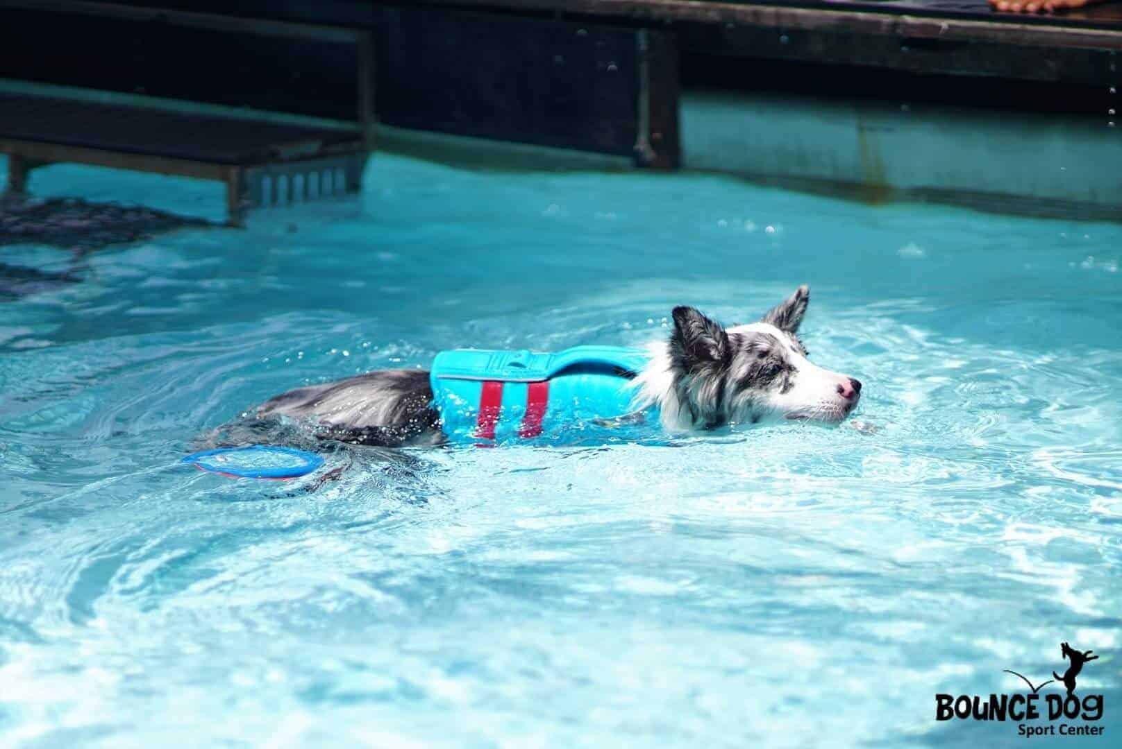 Bounce Dog Sport Center 2
