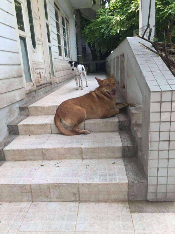 PickAPet4Home Bangkok 2