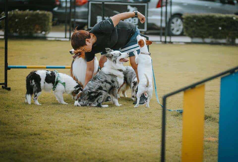 Bounce Dog Sport Center 5