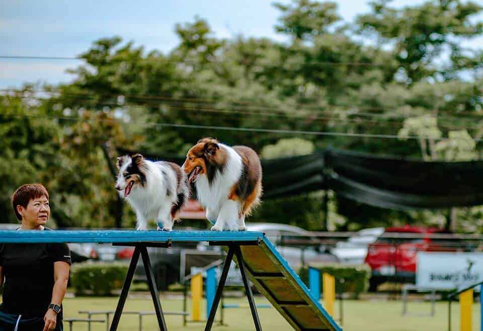 Bounce Dog Sport Center 3