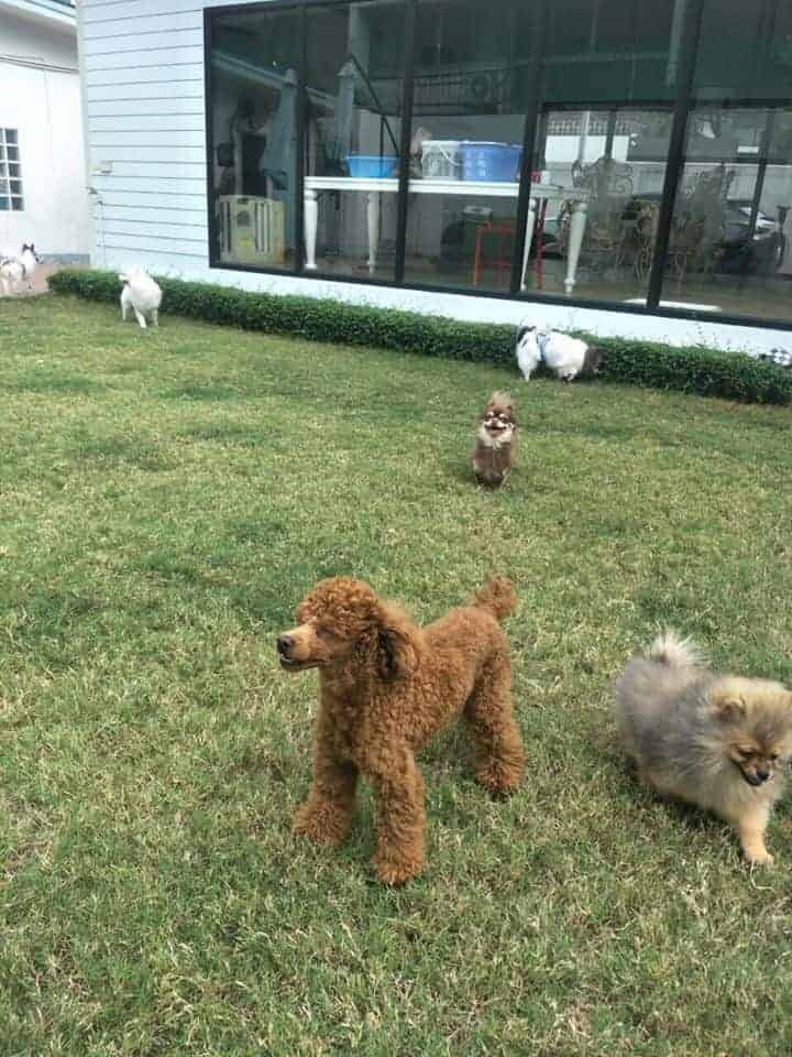 Twinkle Pet Park 2