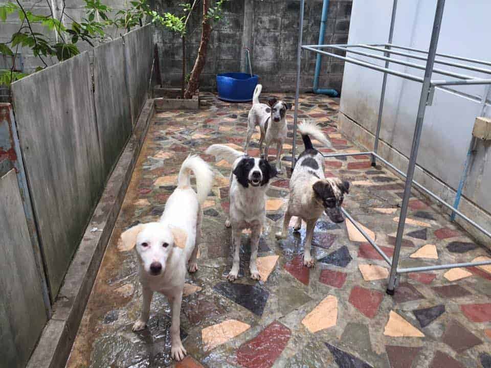 PickAPet4Home Bangkok 1