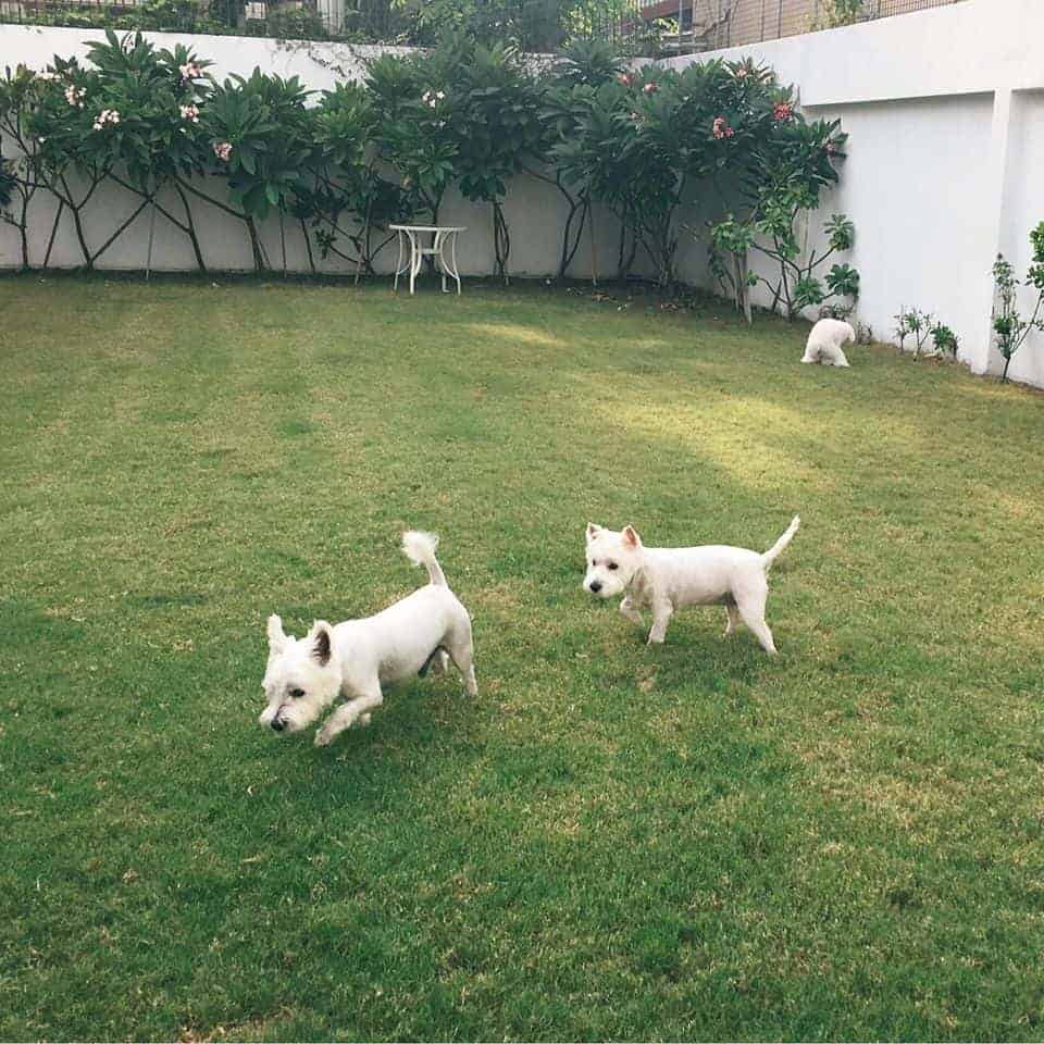 Twinkle Pet Park 6