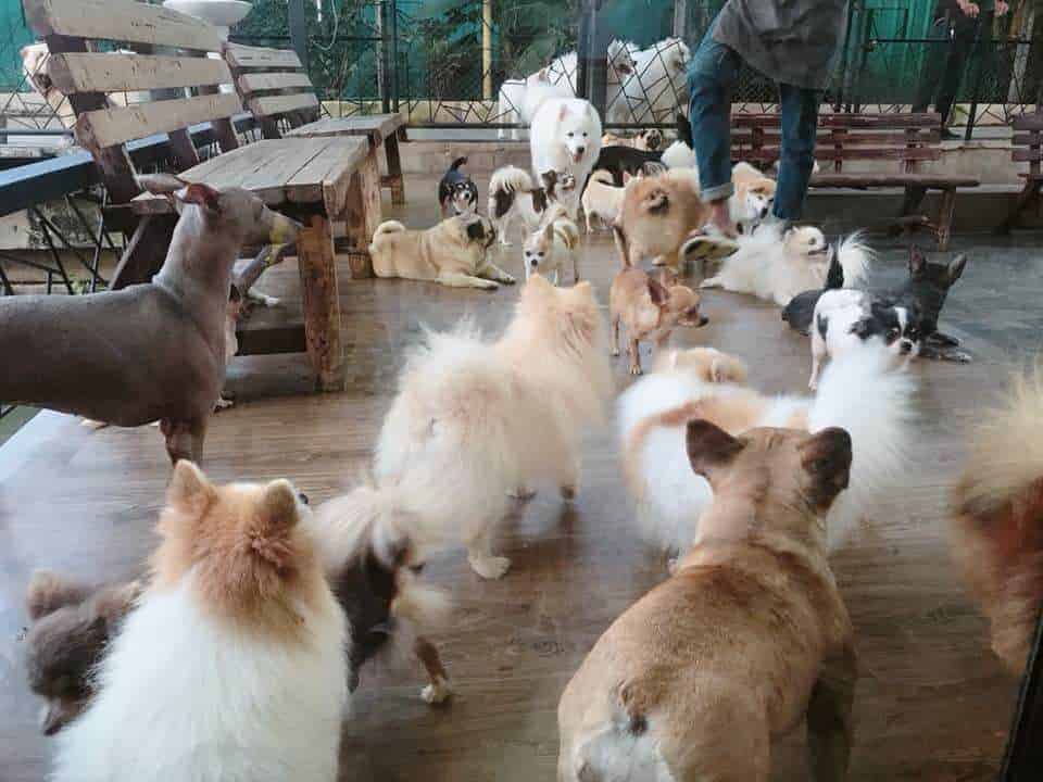 Dog Country Cafe 4