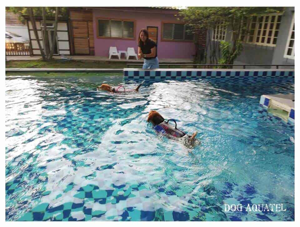 Dog Aquatel 6