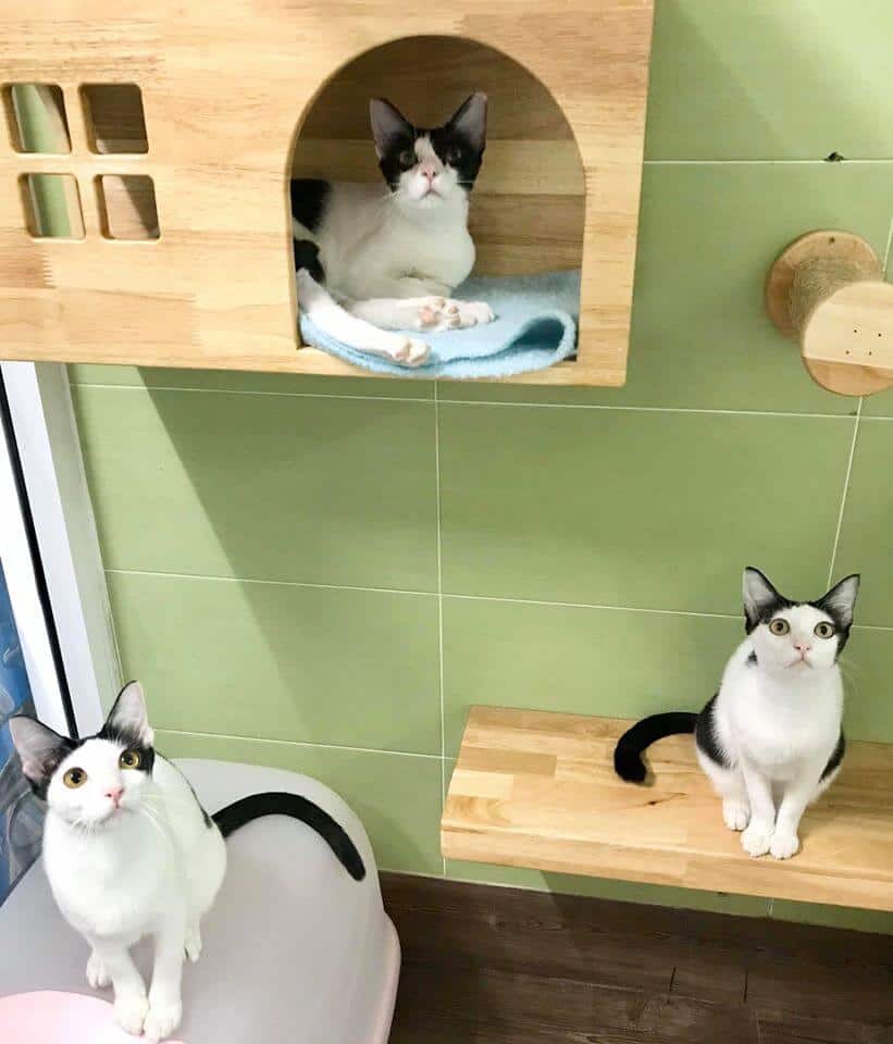 Big Cat Hotel 5