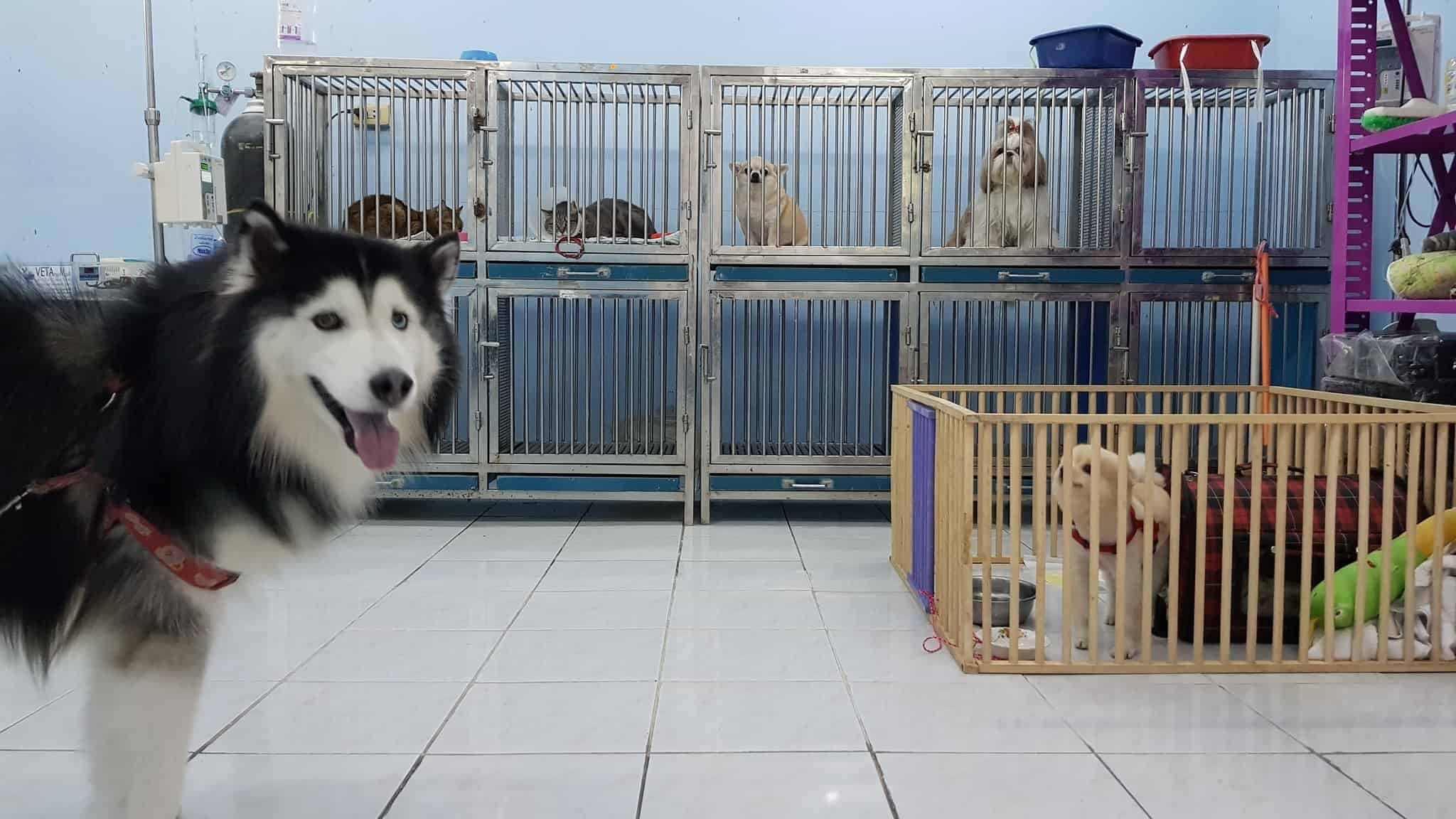 โรงพยาบาลสัตว์คนรักสัตว์ Pet Lovers Animal Hospital 5