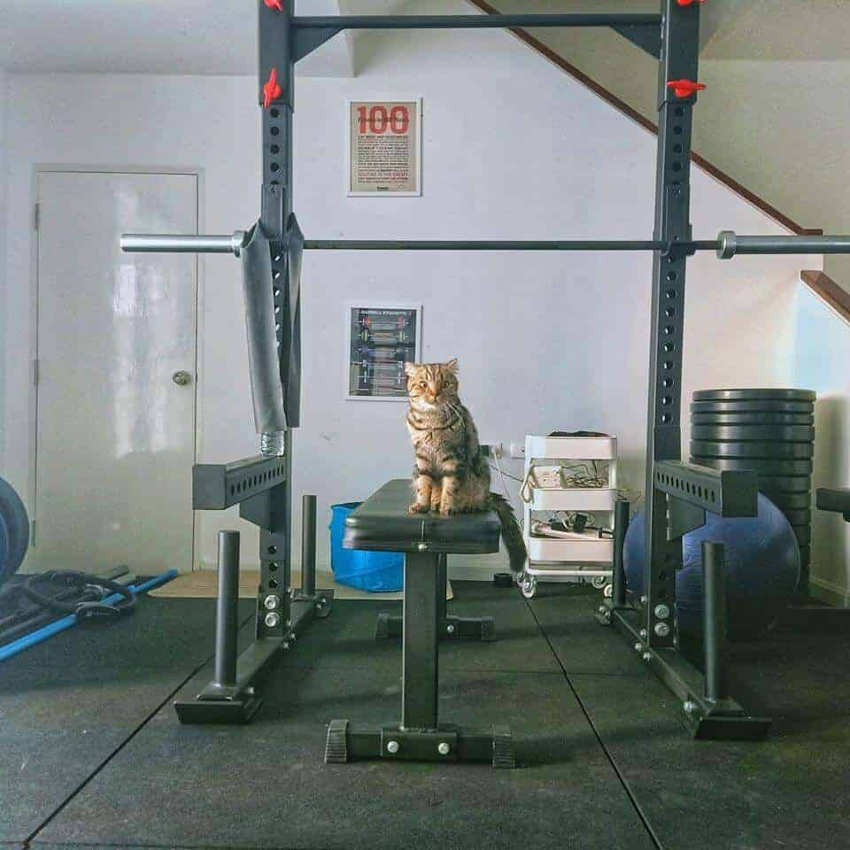 Cat's Gym Hotel (โรงแรมแมว แคทส์ จิม) 4