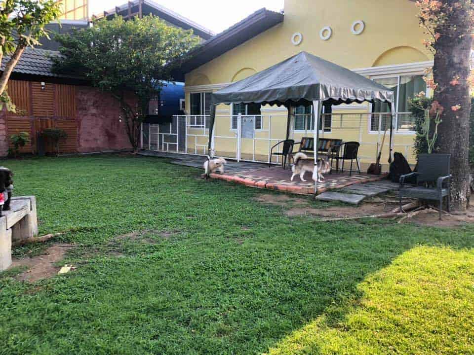 Cotton Dog Resort and Care (นนทบุรี) 4