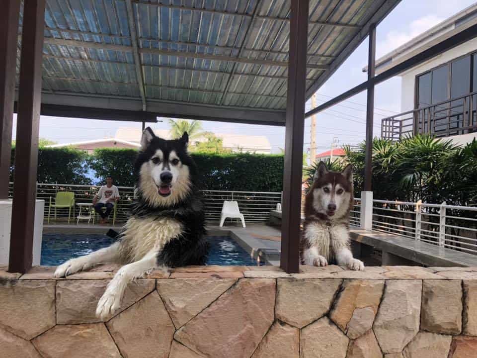 Cotton Dog Resort and Care (นนทบุรี) 8