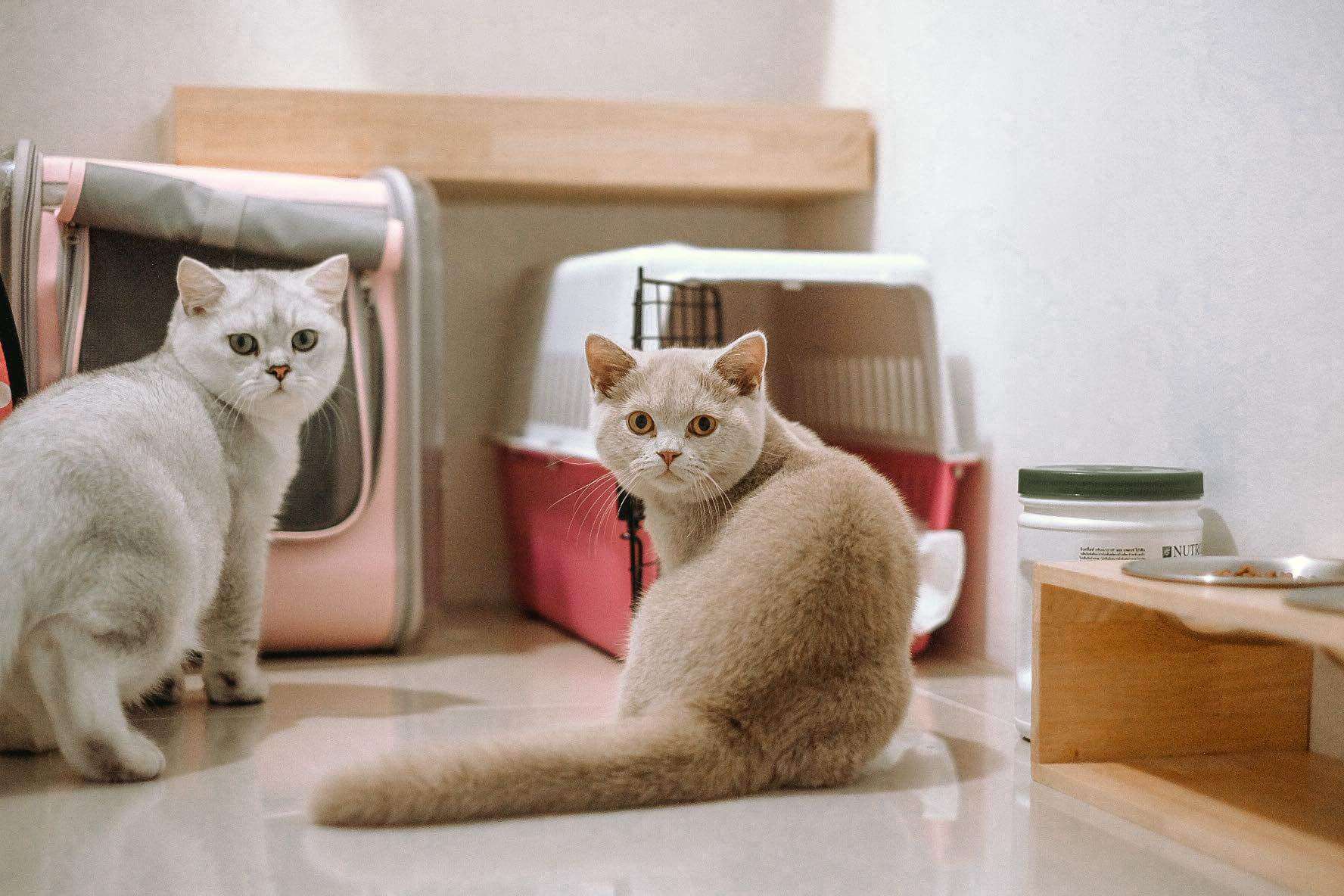 โรงแรมแมว Cat Hoteru 2