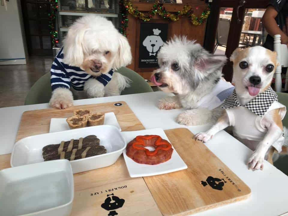 Cotton Dog Resort and Care (นนทบุรี) 9
