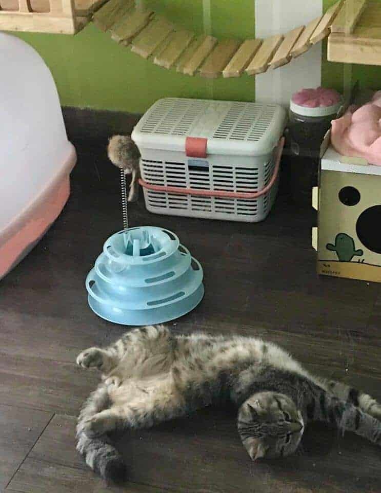 Big Cat Hotel 2