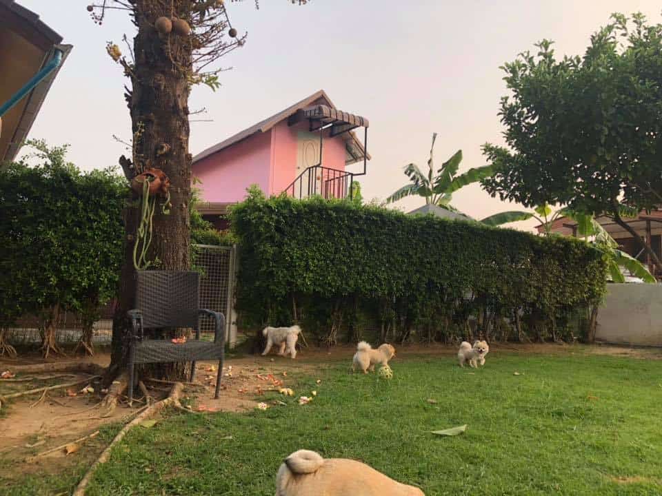 Cotton Dog Resort and Care (นนทบุรี) 7