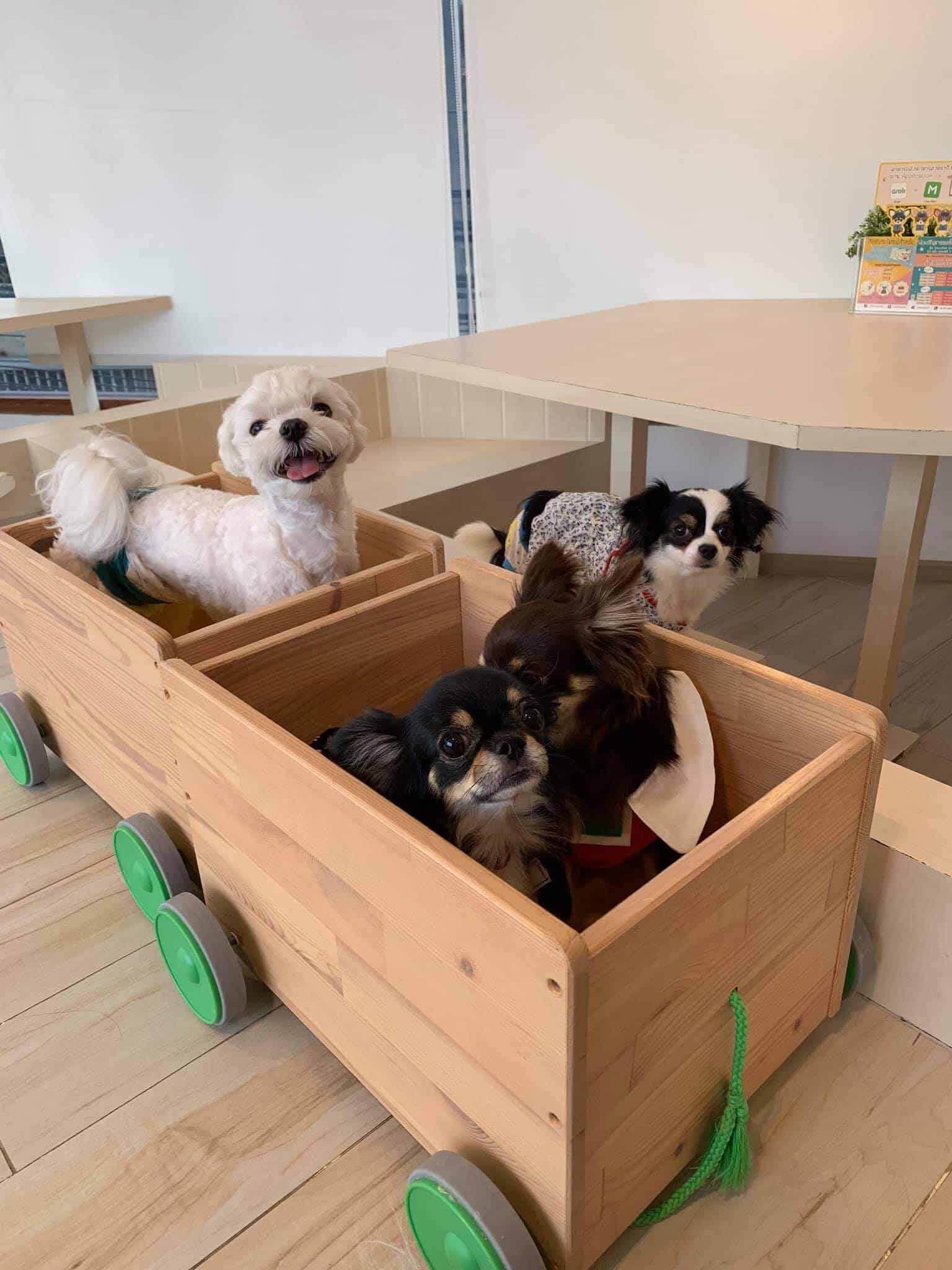 Little Dog Club (ลาดพร้าว) 6