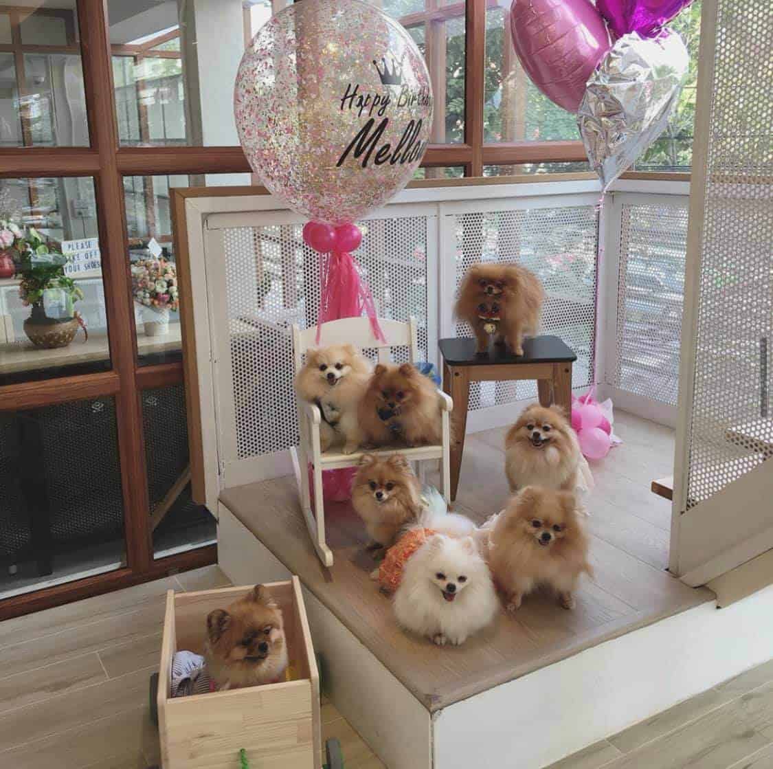 Little Dog Club (ลาดพร้าว) 8