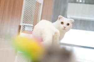 โรงแรมแมว Cat Hoteru 4