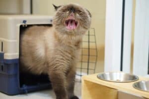 โรงแรมแมว Cat Hoteru 5