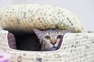 โรงแรมแมว Cat Hoteru 6
