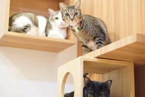 โรงแรมแมว Cat Hoteru 7