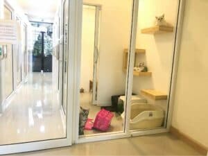 โรงแรมแมว Cat Hoteru 8