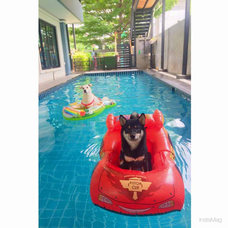 Happy Pup (ลาดพร้าว) 6