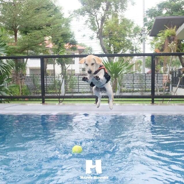 Happy Houndy 1
