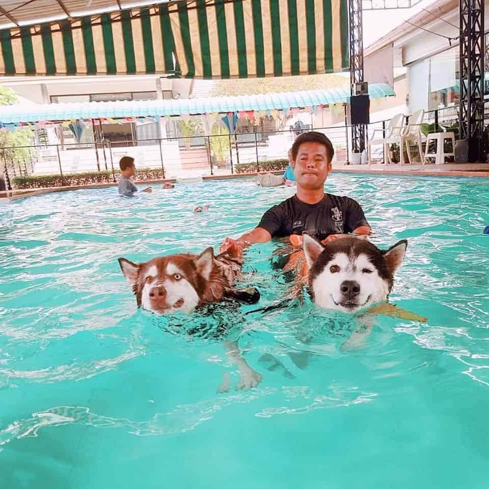 Charmar Cafe & Dog services 2