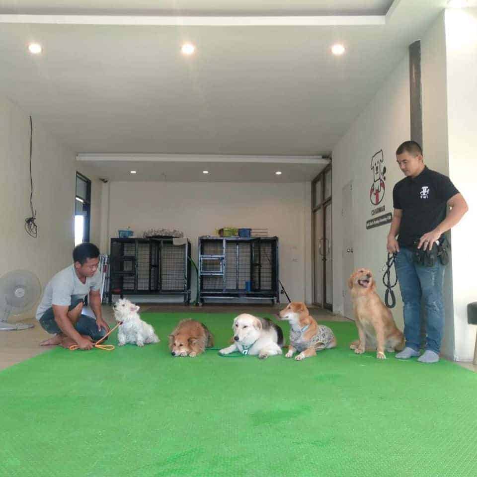 Charmar Cafe & Dog services 5