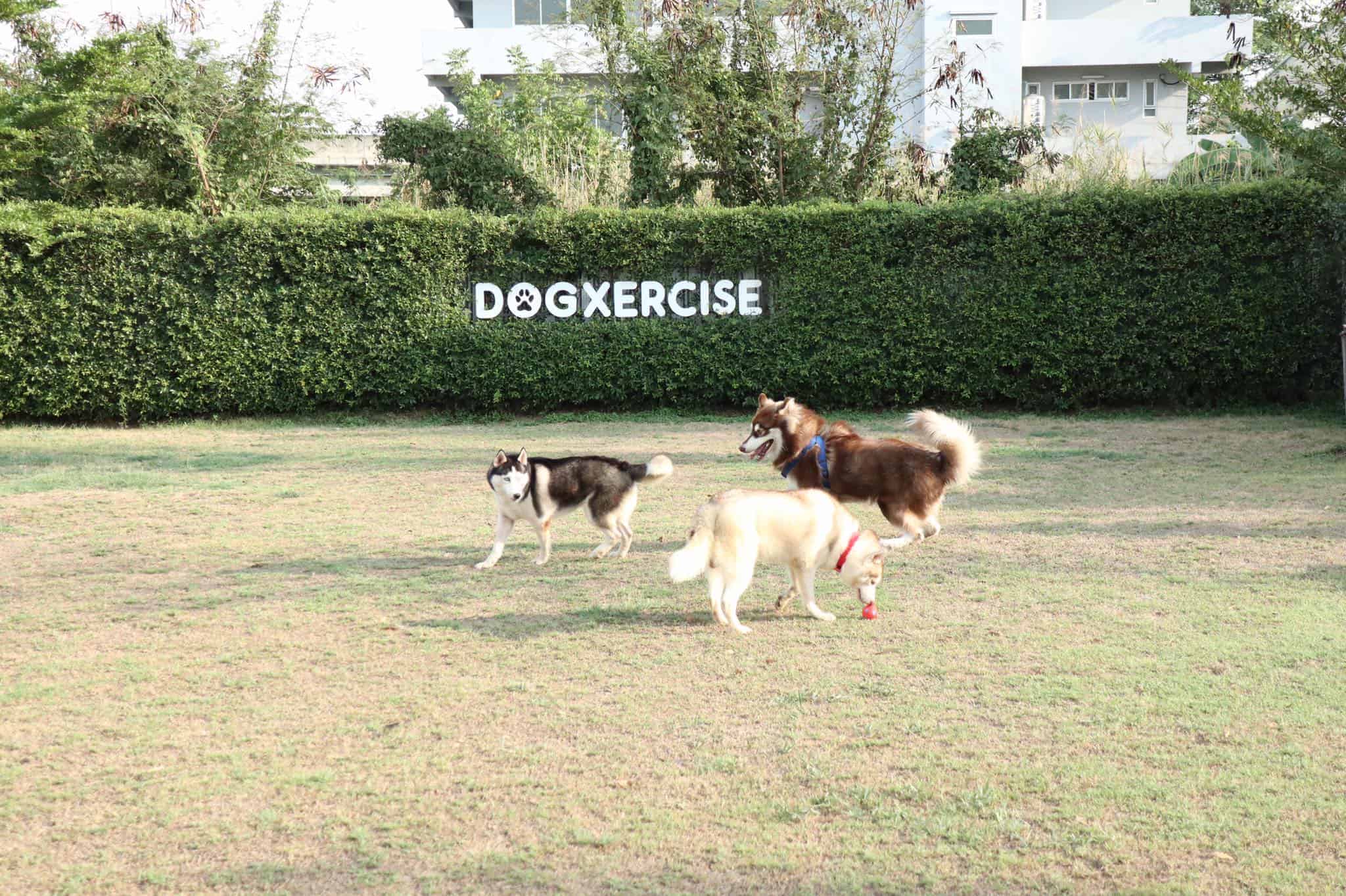 Dogxercise 1