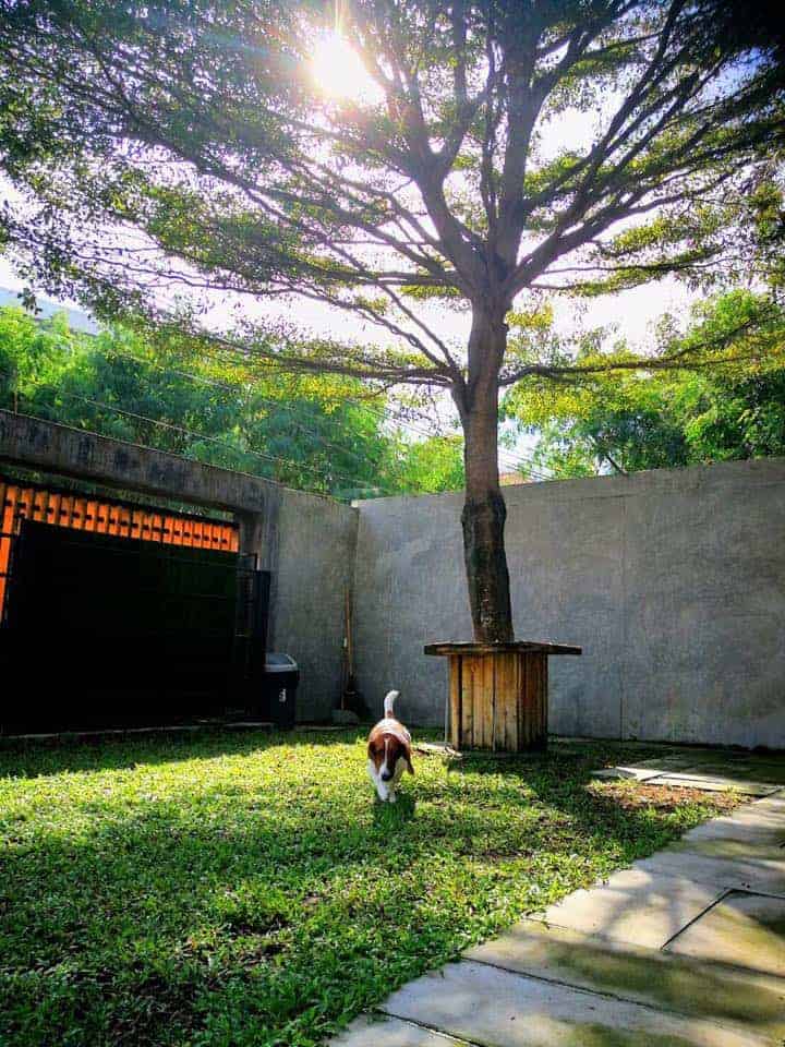 Happy Pup (ลาดพร้าว) 4