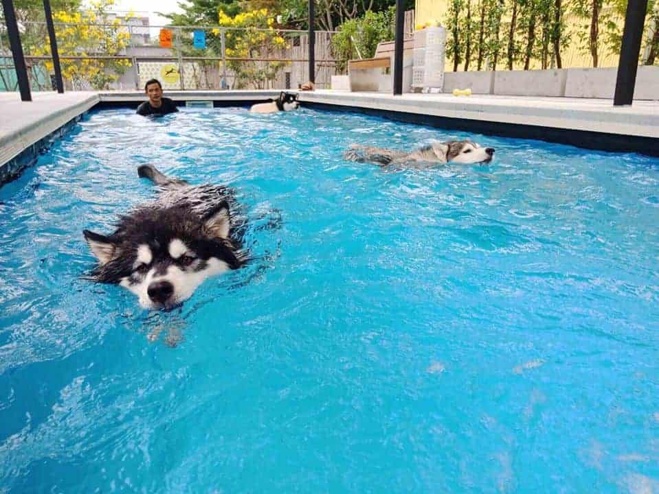 Dogxercise 2