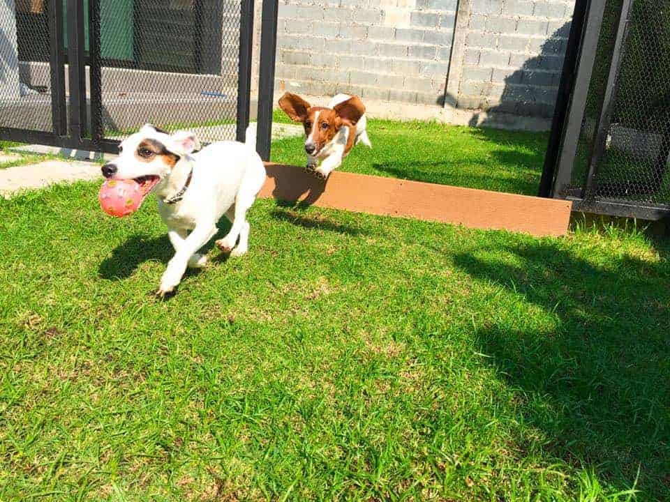 Happy Pup (ลาดพร้าว) 3