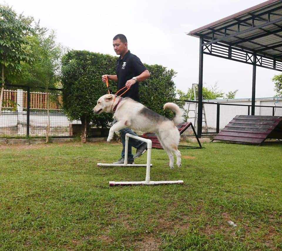 Charmar Cafe & Dog services 3