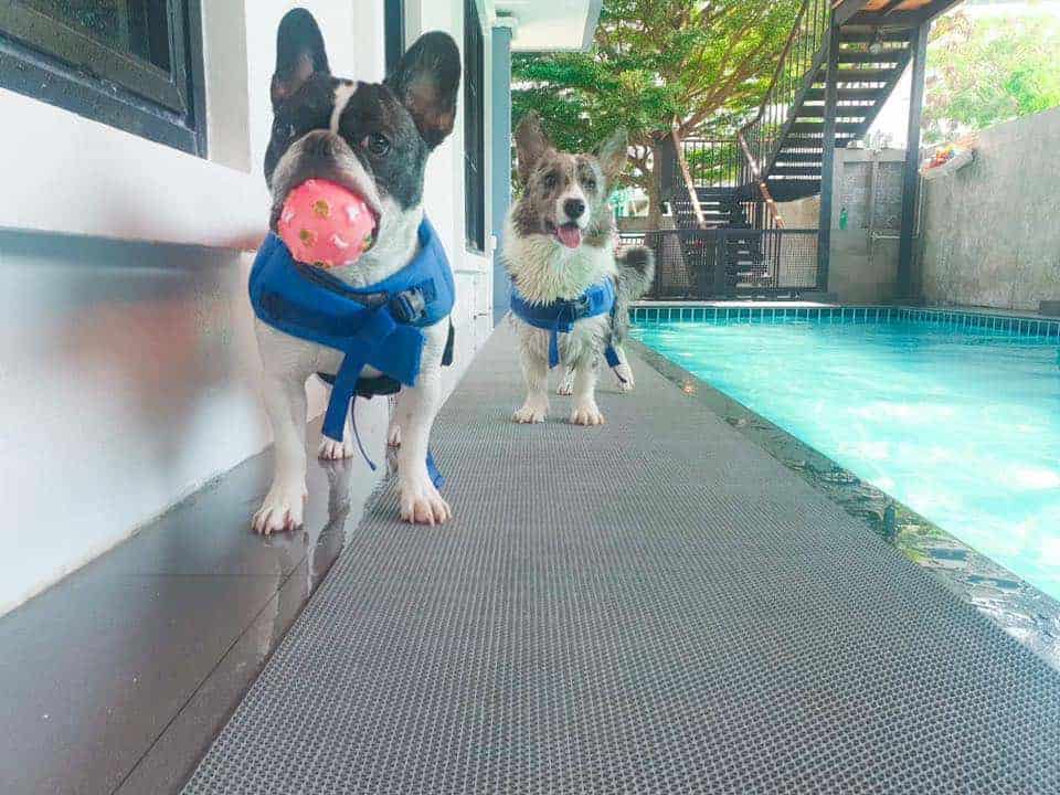 Happy Pup (ลาดพร้าว) 1