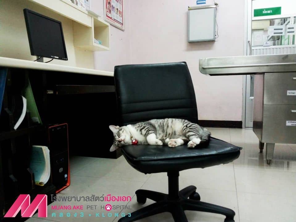 โรงพยาบาลสัตว์เมืองเอก (คลองสาม ธัญบุรี) 6