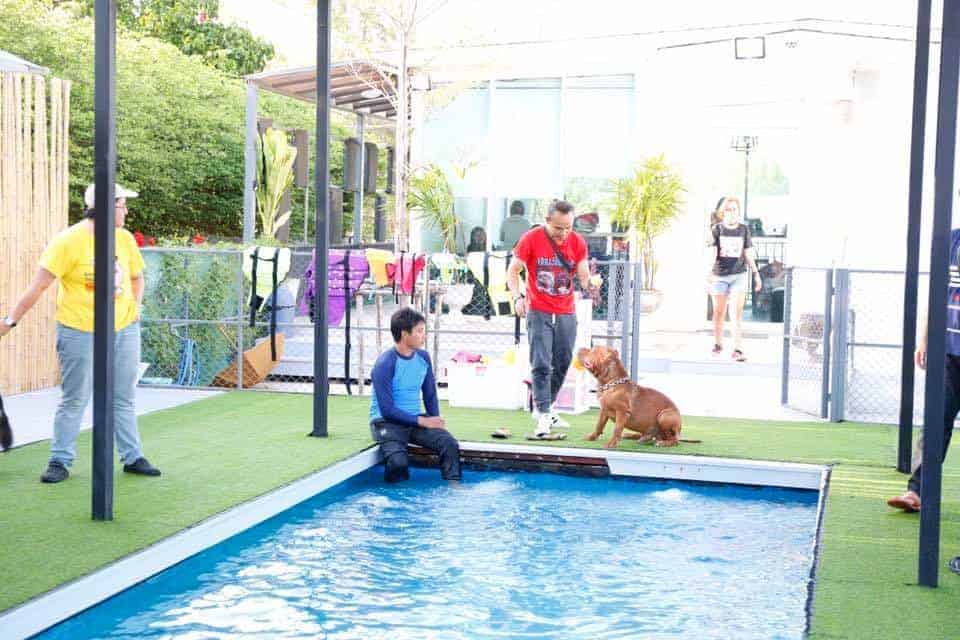 Dogxercise 5