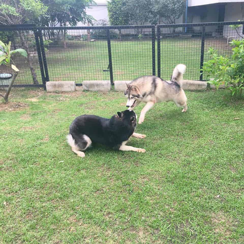 Charmar Cafe & Dog services 7