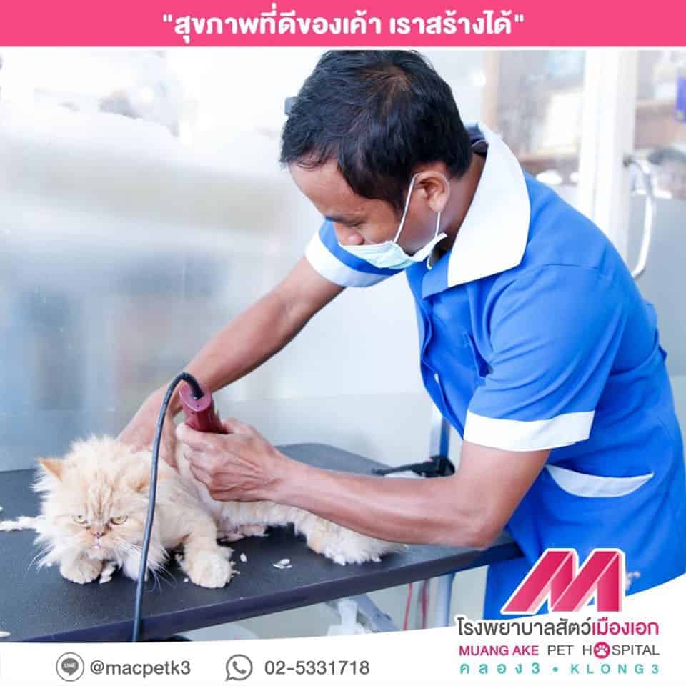 โรงพยาบาลสัตว์เมืองเอก (คลองสาม ธัญบุรี) 8
