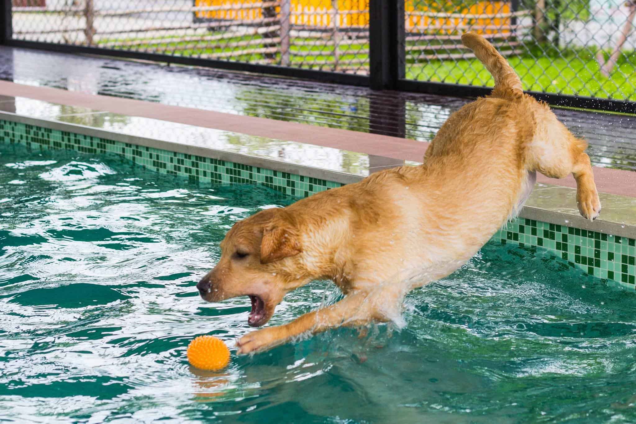 Hot Dog Swimming Pool 2