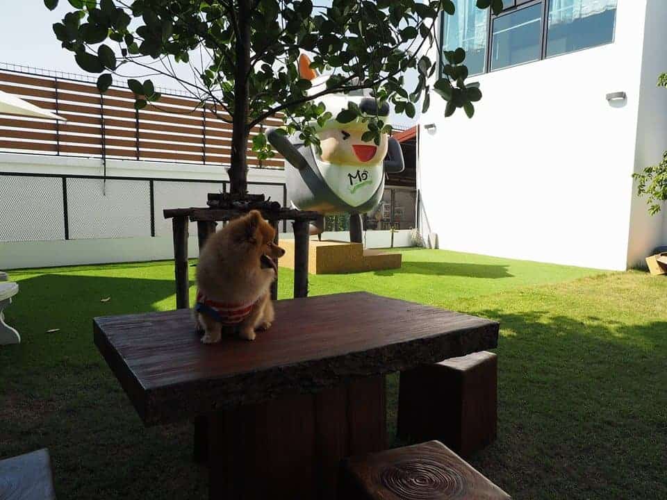 Modog Pet (พระราม 2) 9