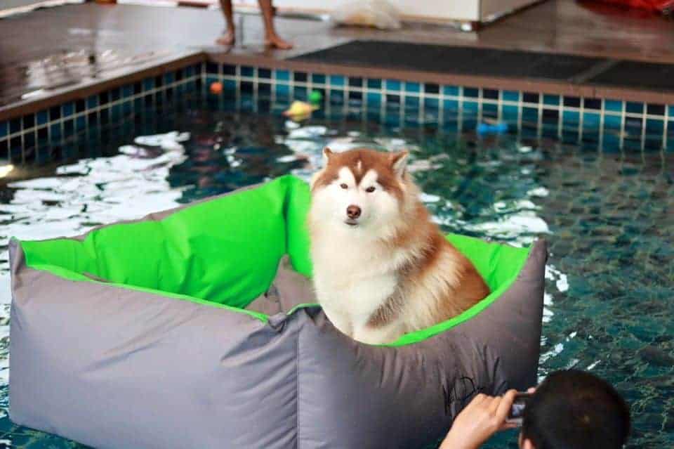 Modog Pet (พระราม 2) 7