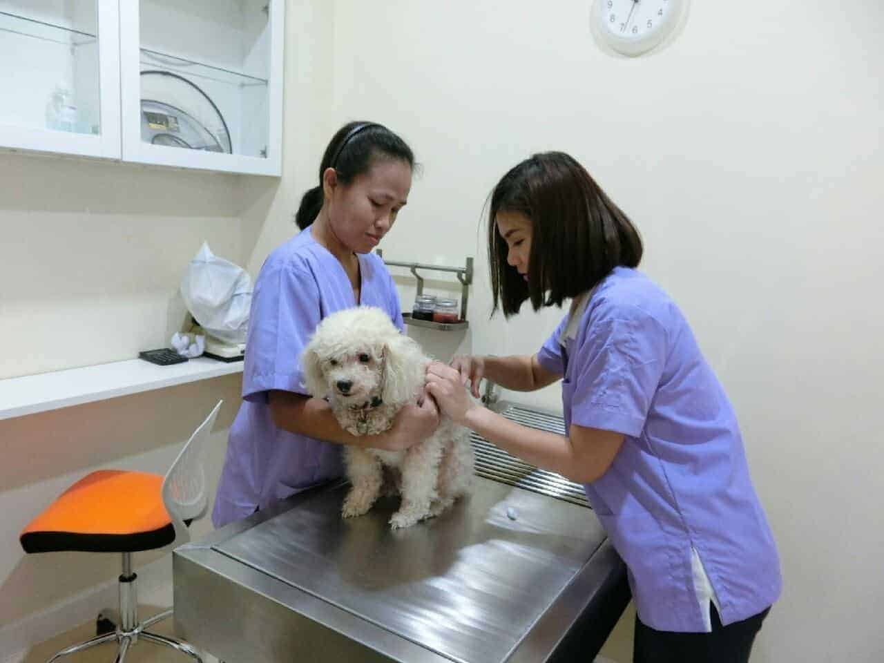 โรงพยาบาลสัตว์เวนิสวัชรพล 6